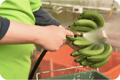 ALT:農場工人在清洗新鮮香蕉,準備包裝銷售.